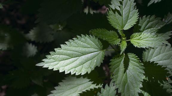 A stinging nettle.